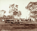 Queensland State Archives 3060 Canning Downs Station near Warwick 4 May 1894