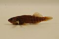 Rainbow darter 01