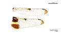 Rhyothemis phyllis male wings (34252008133)