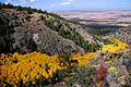 River of Gold Aspens Above the Dunes (22039656735)