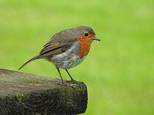 Amazing Facts about Robins  OneKindPlanet Animal Education & Facts