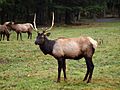 Roosevelt Elk 1.jpg