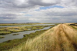Salt Marsh in Salcott Creek-Blackwater Estuary - geograph.org.uk - 218018