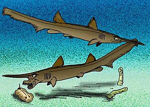 Scapanorhynchus raphiodon cropped