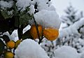 Schnee Orange, Citrus × aurantium 1