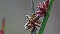 Schoenoplectus mucronatus (13798418565)