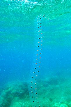 Sea Salp Chain