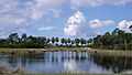 Shell Point Golf Course - panoramio (2)