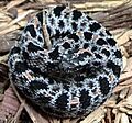 Sistrurus miliarius streckeri
