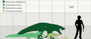 Size of Brazilian fossil crocodylomorphs
