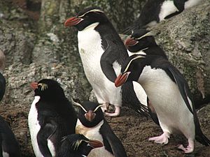 Snares Penguin (Eudyptes robustus) -group.jpg