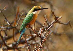 Somali Bee-eater, Merops revoilii.jpg