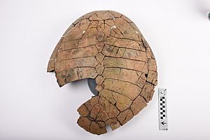 Taphrosphys sulcatus Carapace Fossil