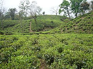 Tea Gardens of Srimongol
