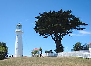 Tiritri Matangi lighthouse and macrocarpa tree.jpg