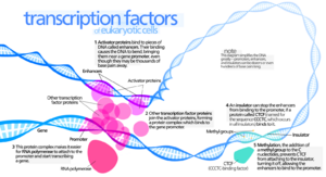 Transcription Factors