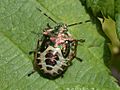 Troilus luridus 20020828