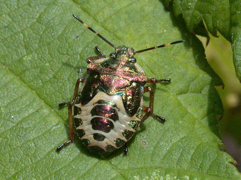 Troilus luridus 20020828