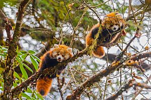 Two Red Panda Cubs in the Tree 01