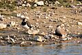 Vanellus gregarius 20190414 t1830