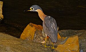 White-backed Night Heron (Gorsachius leuconotus) (6001840951).jpg