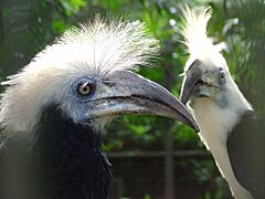 White-crowned Hornbill (Aceros comatus) -pair-6a
