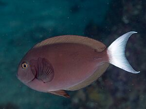 Whitetail surgeonfish (Acanthurus thompsoni) (46864394875).jpg