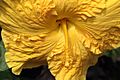 Yellow Hibiscus+ (110014928)