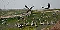 2017-03-11 Migratory storks resting in Rahat