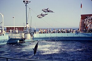 6208-MarineLandDolphinShow