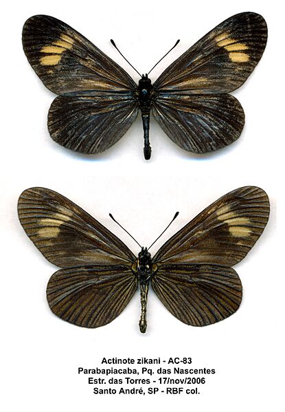 AC83 Actinote zikani (49807063187)