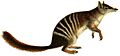 A hand-book to the marsupialia and monotremata (Plate XXX) (white background)