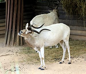 Addax nasomaculatus Zoo Praha 2011-1