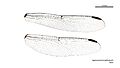 Agrionoptera longitudinalis male wings (34242218033)