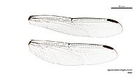 Agrionoptera longitudinalis male wings (34242218033)