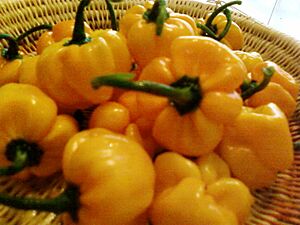 Aji Dulce