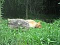Akron Zoo sleeping lion