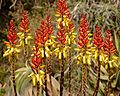 Aloe reitzii flowers
