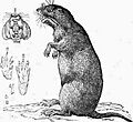 AmCyc Gopher - California Gopher