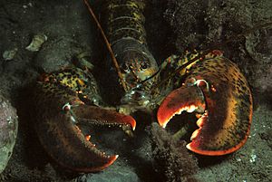 American lobster, Homarus americanus in Newfoundland, Canada (21173888662)