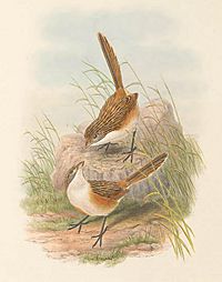 Amytis goyderi - The Birds of New Guinea (cropped)