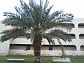 Arecaceae tree in Saudi Arabia