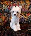 Barbarella the Chinese crested puppy (72339)