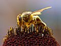Bee Collecting Pollen 2004-08-14