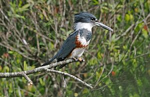 Belted Kingfisher - Megaceryle alcyon, Big Cypress National Preserve, Ochopee, Florida, December 10, 2023