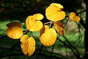 Betula uber JPG1Fe
