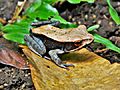 Bicolored Frog ( Clinotarsus curtipes )
