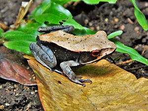 Bicolored Frog ( Clinotarsus curtipes )
