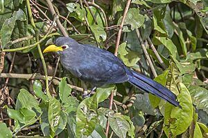 Blue malkoha (Ceuthmochares aereus flavirostris).jpg