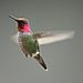 Calypte anna -San Luis Obispo, California, USA -male -flying-8.jpg